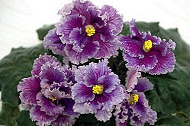 Bla gjennom populære varianter av violeteroppdretter S. Repkina - Beauty Elixir, Georgette, Green Lagoon og andre