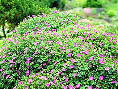 Geraanin viehätys: katsaus puutarhan monivuotisiin lajikkeisiin, joissa on kuvaus ja valokuva, lisääntyminen ja hoito