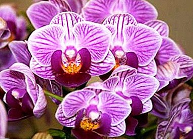 Šarmantna orhideja Sogo: subport Vivien i Yukidan. Opis i njegu kod kuće