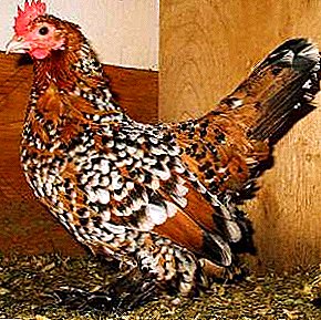 Very popular dwarf chickens with beautiful bright plumage - Milfleur