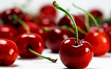 Very tasty and samoplodny grade - a cherry in memory of Enikeeva