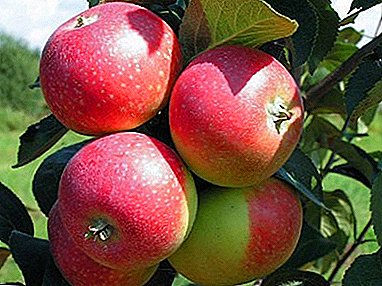 The wonderful appearance of the apple tree of the Helena variety will give you delicious fruits.