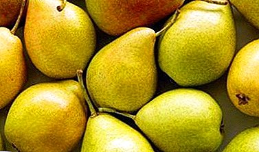 One of the best summer varieties - pear "Lada"