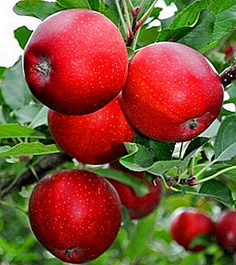 Один з кращих сортів в світі - яблуні Гала
