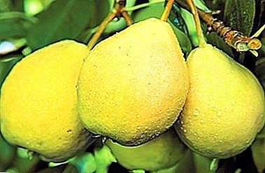 Una de las mejores variedades de Ural - Larinskaya pera