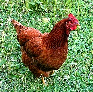 Una de las mejores opciones para los avicultores es la raza de pollos de New Hampshire.