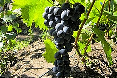 One of the best wine varieties - Livadia Black
