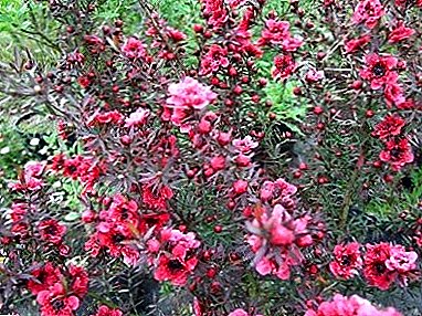 One of the most beautiful representatives of the myrtle - Leptospermum
