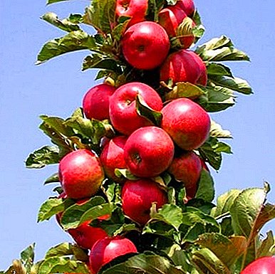 Eine der beliebtesten und produktivsten Sorten ist der säulenartige Ostankino-Apfelbaum.