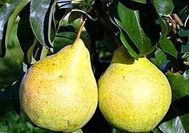 One of the most popular varieties - Chizhovskaya pear!