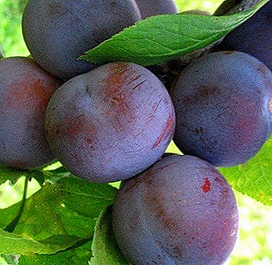 One of the most popular varieties of plums - "Renklod Soviet"