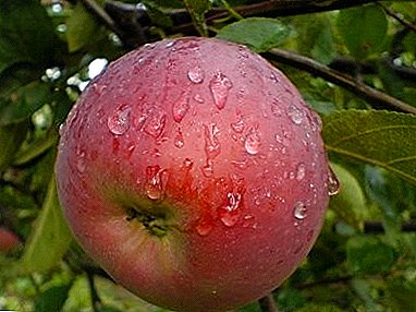 One of the most beautiful Greek varieties - Apple Nymph