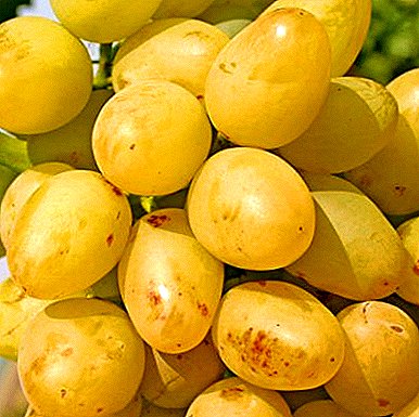 Una de las variedades de uva más vendidas - "Arcadia"