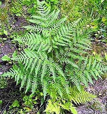 One of the most common ferns - Orlyak and his photo
