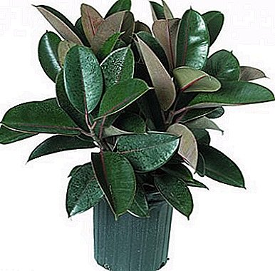 Einer der häufigsten Ficus - "Robusta"
