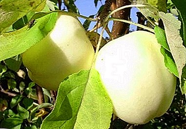 Jedna od najukusnijih jesenskih sorti jabuke - "Nada"