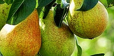 One of the most popular varieties of pear - "Muscovite"!