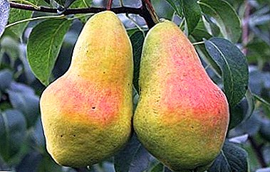 One of the varieties of the Altai selection - pear Perun