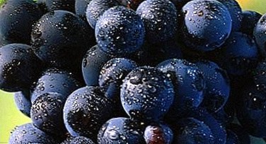 Une des anciennes sélections de raisins "Magarach"