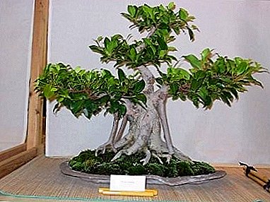 En type ficus, som er populær som et bonsai-tre - ficus "kjedelig"
