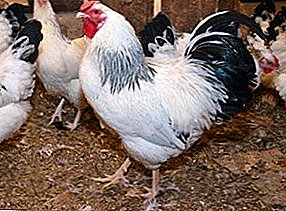 One of the most popular in Russia - Pervomaiskaya breed of chickens
