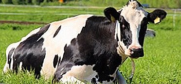 Una de las razas de vacas más populares y populares en el mundo es la lechería Holstein.