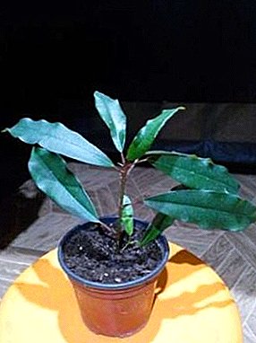 One of the most famous indoor plants - the ficus "Moklame"