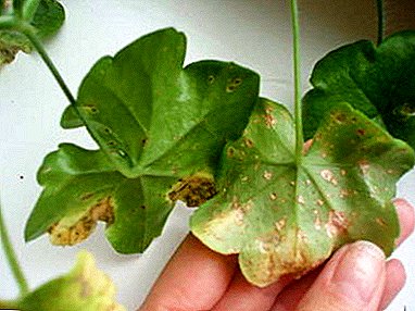 Are the mysterious spots on the leaves of geranium dangerous and how to get rid of them?