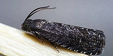 Dangerous guests from the warm climate - codling moth and eastern