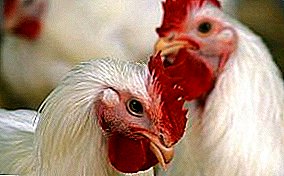 Επικίνδυνη ιογενής ασθένεια - Λευχαιμία σε πτηνά