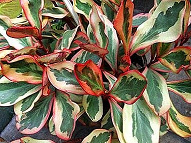 Beschreibung der Zierpflanze Peperomia “Kluszelistnaya”