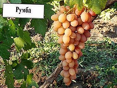 Descripción de la variedad de uva híbrida “Rumba” y su foto.