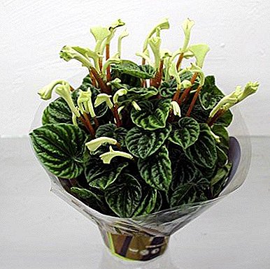 Description of pot plant peperomia "Lilian"