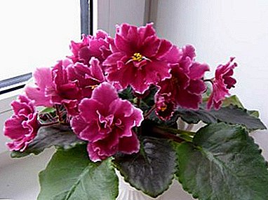 Descripción y foto del criador Elena Korshunova violetas: Shanghai Rose, Bullfight, Sharmel y otros
