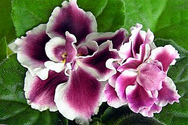 Descripción y foto de las variedades de violetas "Cereza". Características de "Frosty" y "Winter", cuidarlos.
