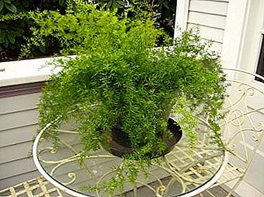 Description and photo of houseplant Asparagus Sprenger