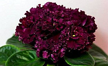 Descripción y fotos de las mejores variedades del coleccionista de violetas Tarasov: AV-Mysterious Forest, Bomb, Tango y otros.