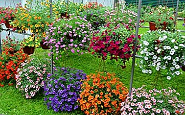 Beschreibung und Fotosorten vegetativer Petunien. Pflege der Blume im Sommer und Winter