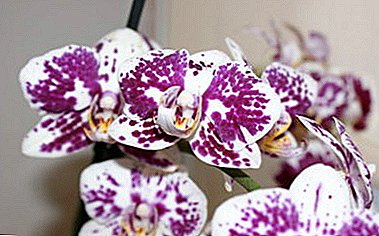 Descrizione e foto di orchidea di tigre. Sottigliezze di cura a casa