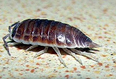 Description and classification of woodlouse, the danger of crustacean to humans
