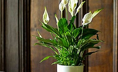 Description and tips for the content of the southern handsome - Spathiphyllum Strauss