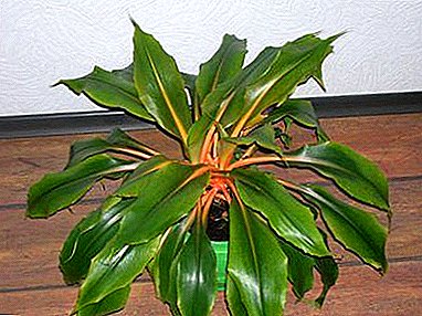 Descripción y cuidado en el hogar para Chlorophytum naranja (naranja).