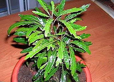 Opis i vrste sobnih biljaka "Destilerija"