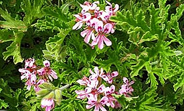 Description of the best varieties of fragrant geraniums. Features of growing and breeding plants