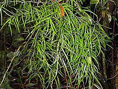 Descrição de uma planta despretensiosa Crescente de aspargos: atendimento domiciliar, foto