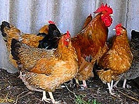 Deskripsi ayam pasteurellosis dan gejalanya, pengobatan penyakit dan pencegahan