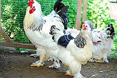 Descrição da galinha Columbian galinha: aparência, manutenção e cuidados, bem como fotos