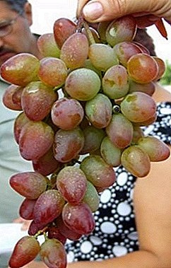 Descripción de la variedad de uva madura temprana "carmesí"