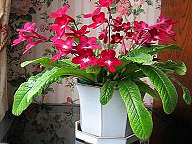 Description of common diseases and pests of streptocarpus, methods of their treatment and photos