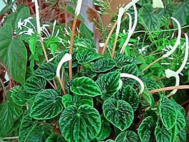 Beschreibung der Pflanze Pepermia "Shrunken" (Wrinkled)